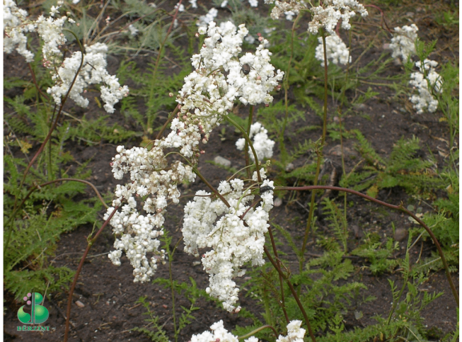 Filipendula vulgaris   'Plena'